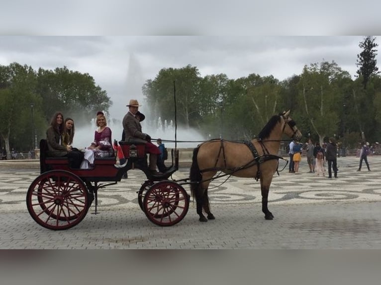 Andalou Jument 14 Ans 175 cm Buckskin in Sevilla