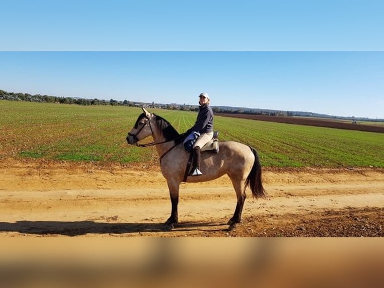 Andalou Jument 14 Ans 175 cm Buckskin in Sevilla