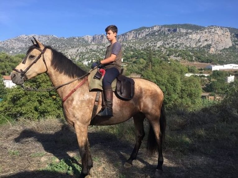 Andalou Jument 14 Ans 175 cm Buckskin in Sevilla