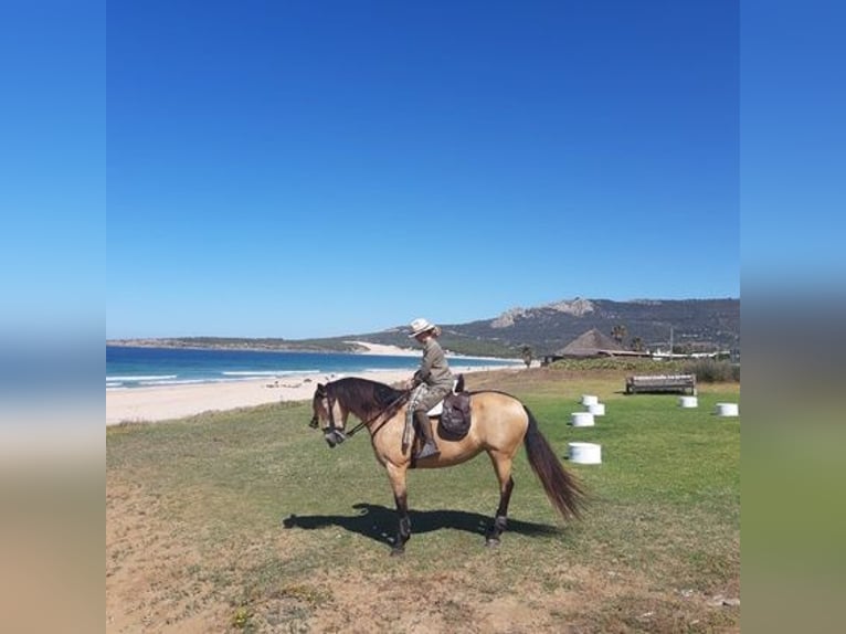 Andalou Jument 14 Ans 175 cm Buckskin in Sevilla