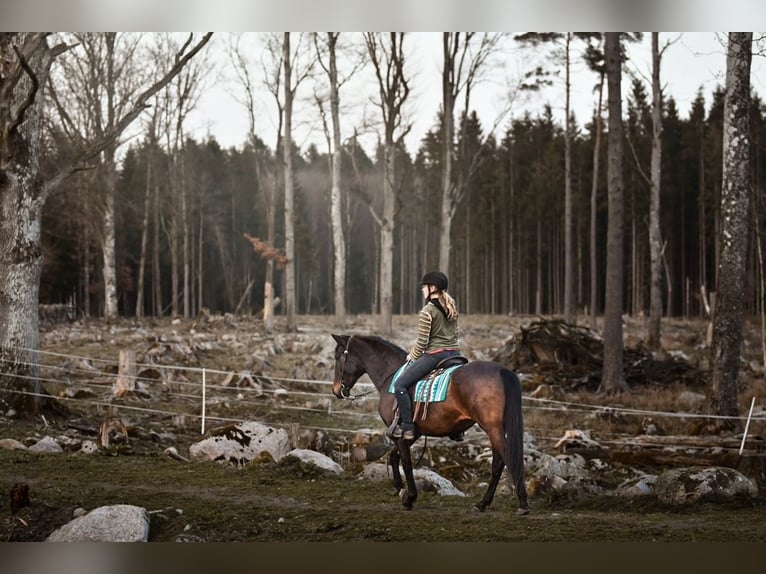 Andalou Jument 15 Ans 154 cm Bai in Hassleholm