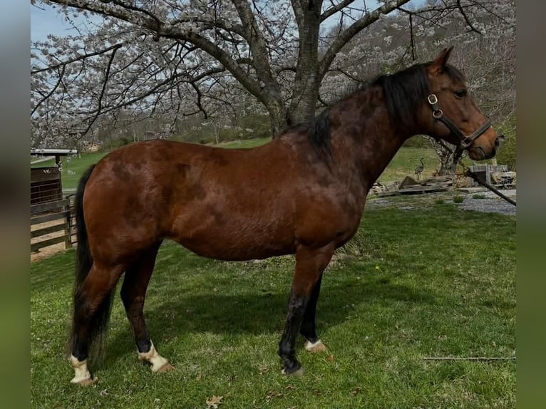 Andalou Jument 15 Ans 155 cm Bai cerise in Newport