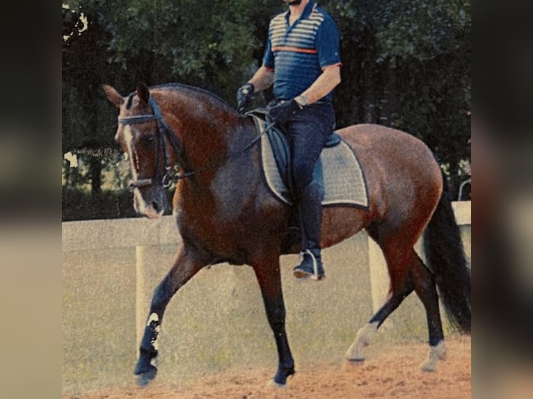 Andalou Jument 15 Ans 157 cm Bai cerise in Newport