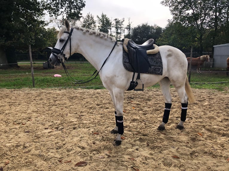 Andalou Croisé Jument 15 Ans 157 cm Gris in Heusden-Zolder