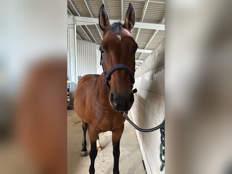 Andalou Croisé Jument 17 Ans 153 cm Bai in Elztal