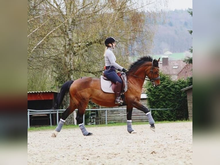 Andalou Croisé Jument 17 Ans 153 cm Bai in Elztal