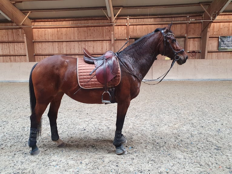 Andalou Croisé Jument 17 Ans 153 cm Bai in Elztal