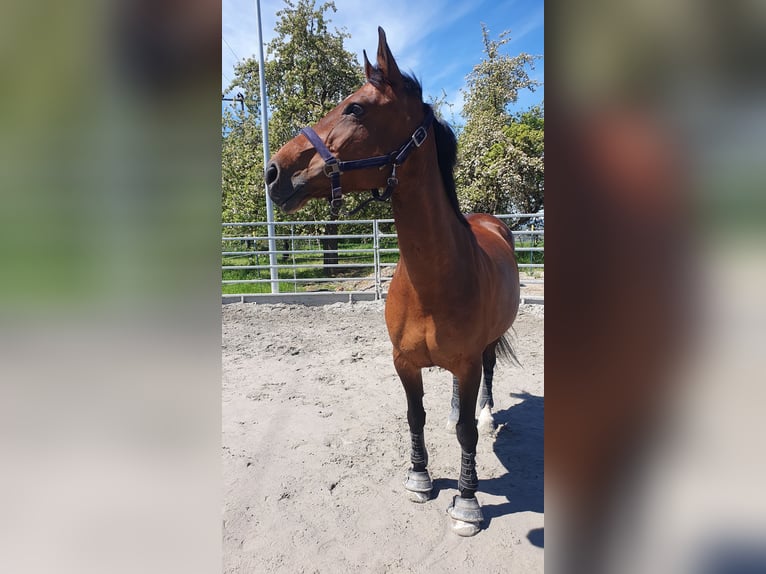 Andalou Croisé Jument 17 Ans 153 cm Bai in Elztal