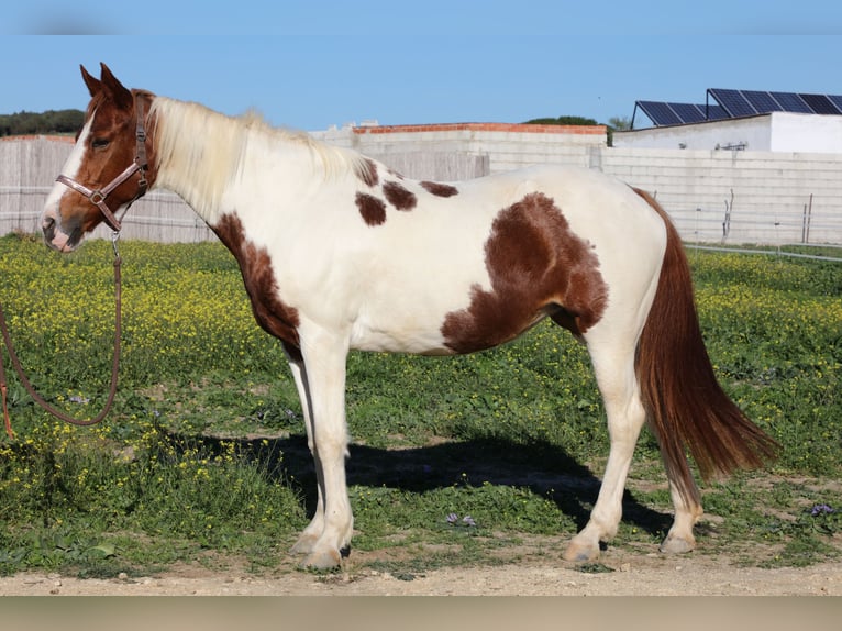 Andalou Jument 17 Ans 156 cm Pinto in Barbate (San Ambrosio)