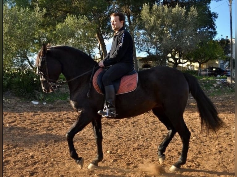 Andalou Jument 17 Ans 168 cm Noir in Copons