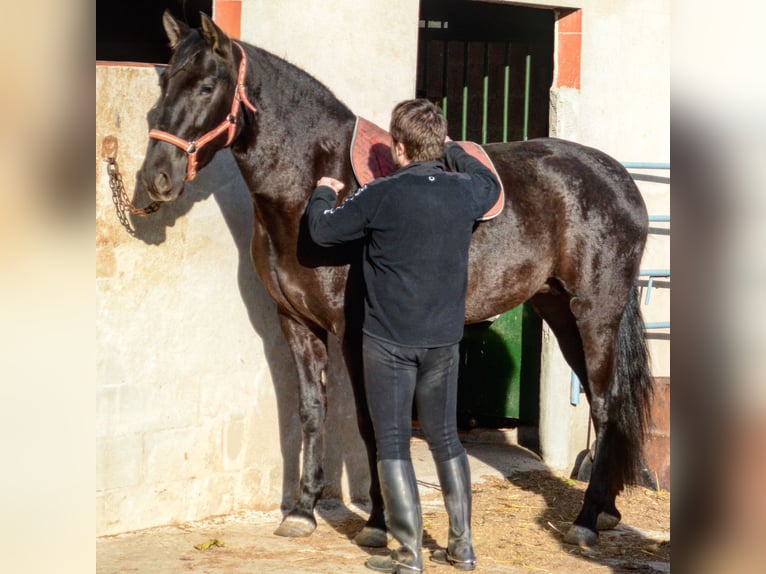 Andalou Jument 17 Ans 168 cm Noir in Copons