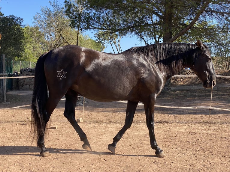 Andalou Jument 17 Ans 168 cm Noir in Copons