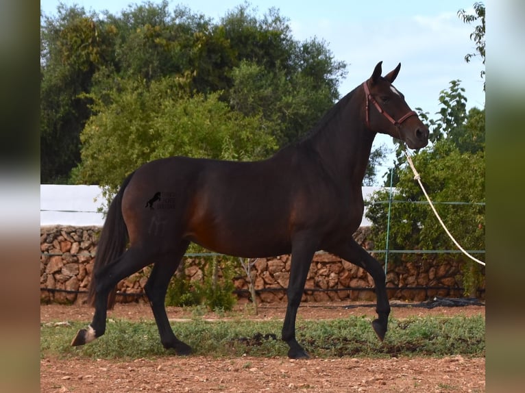 Andalou Jument 19 Ans 158 cm Bai in Menorca