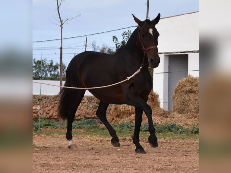 Andalou Jument 19 Ans 158 cm Bai in Menorca