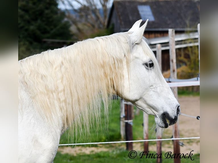 Andalou Jument 19 Ans 160 cm Gris in Wiebelsheim