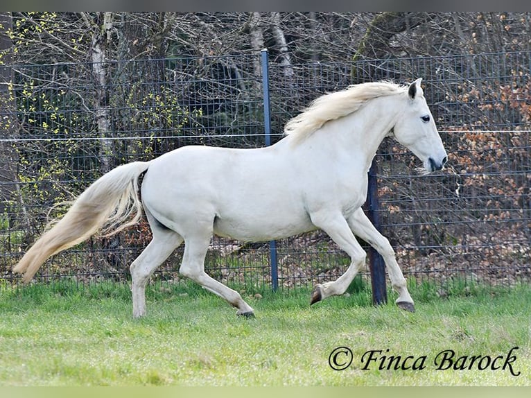 Andalou Jument 19 Ans 160 cm Gris in Wiebelsheim