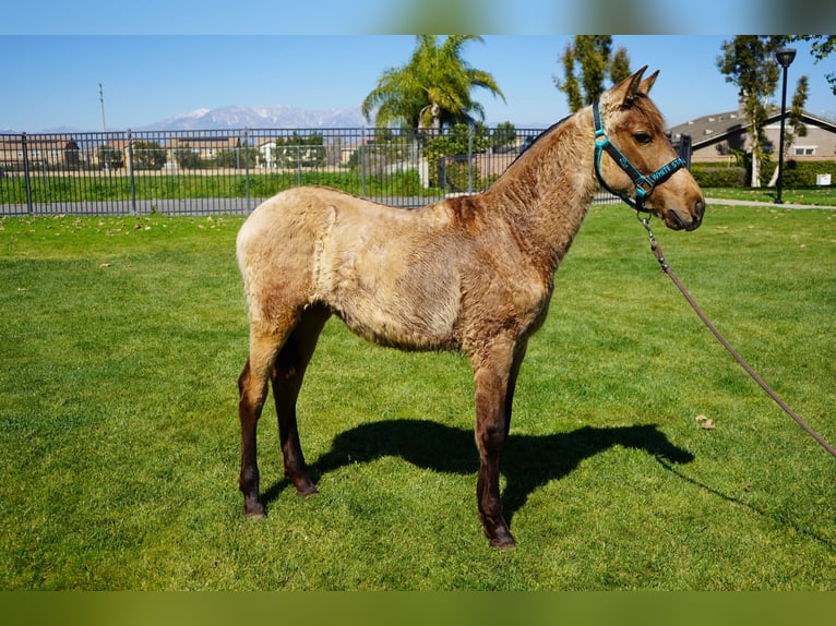 Andalou Jument 1 Année 142 cm Buckskin in Corona, CA