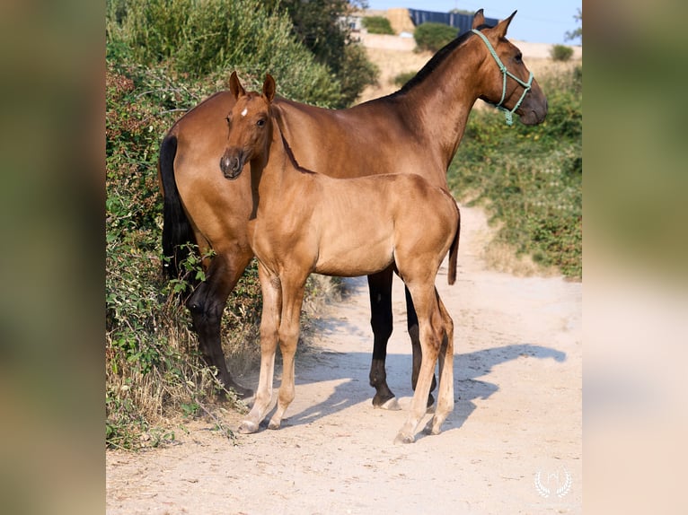 Andalou Jument 1 Année 145 cm Alezan in Navalperal De Pinares