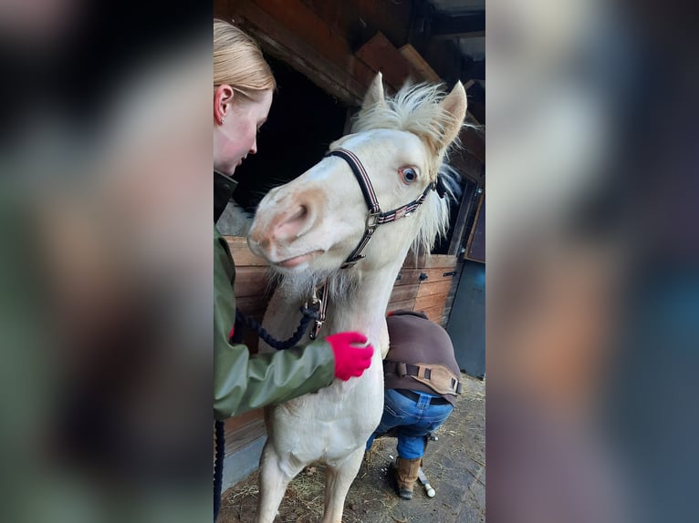 Andalou Croisé Jument 1 Année 150 cm Cremello in Emmer-Compascuum