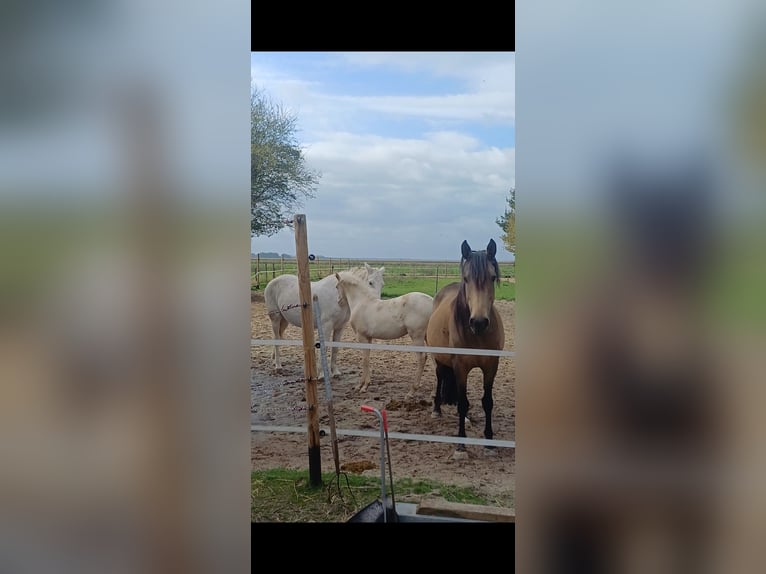 Andalou Croisé Jument 1 Année 150 cm Cremello in Emmer-Compascuum