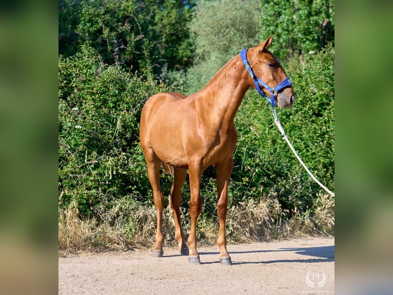Andalou Jument 1 Année 155 cm Alezan cuivré in Navalperal De Pinares