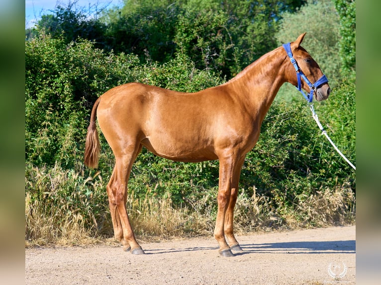 Andalou Jument 1 Année 155 cm Alezan cuivré in Navalperal De Pinares