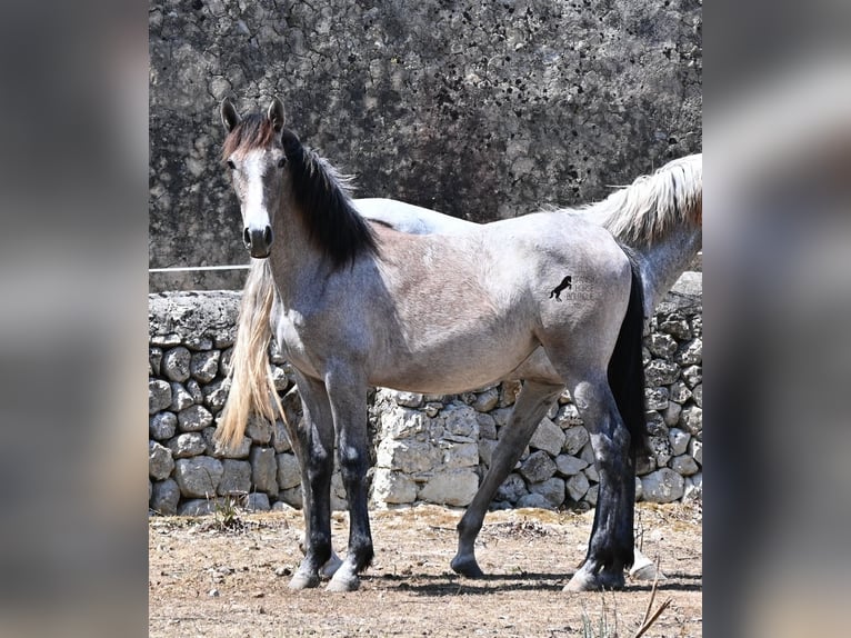 Andalou Jument 1 Année 155 cm Gris in Mallorca