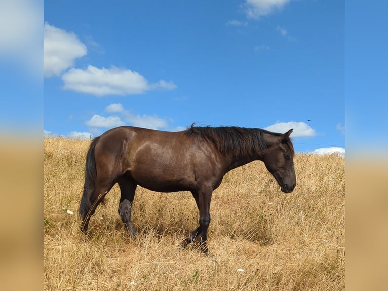 Andalou Jument 1 Année 155 cm Noir in Rerik OT Russow