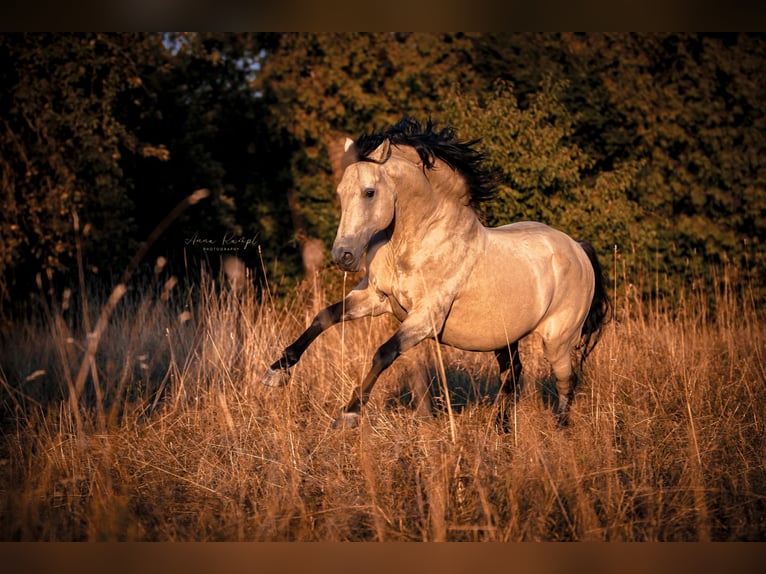 Andalou Croisé Jument 1 Année 155 cm Palomino in Neumarkt-Sankt Veit