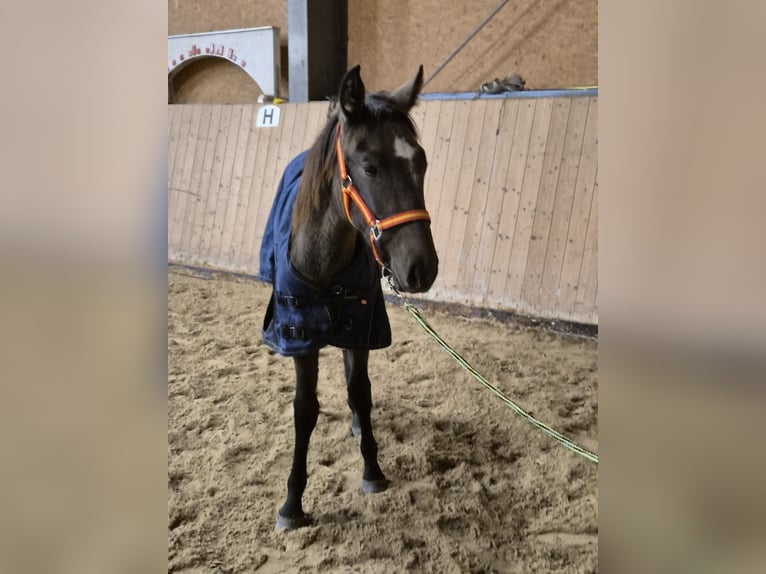 Andalou Jument 1 Année 155 cm Peut devenir gris in Wackersberg