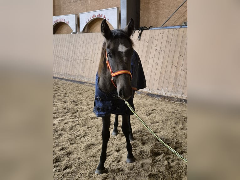 Andalou Jument 1 Année 155 cm Peut devenir gris in Wackersberg