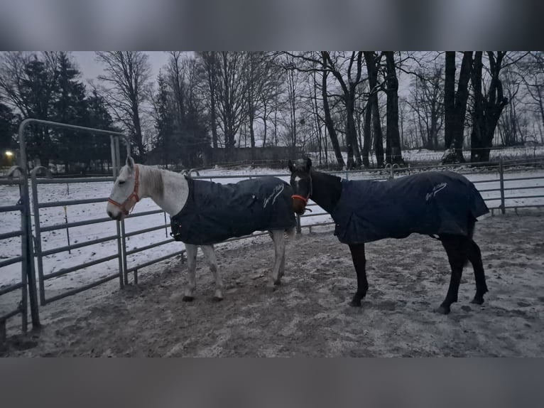 Andalou Jument 1 Année 155 cm Peut devenir gris in Wackersberg