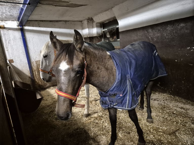 Andalou Jument 1 Année 155 cm Peut devenir gris in Wackersberg