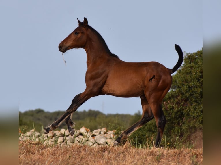 Andalou Jument 1 Année 158 cm Bai in Menorca