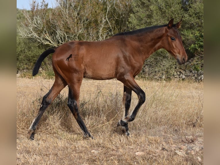 Andalou Jument 1 Année 158 cm Bai in Menorca