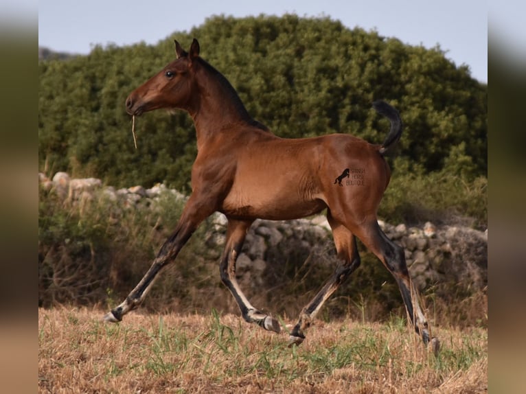 Andalou Jument 1 Année 158 cm Bai in Menorca