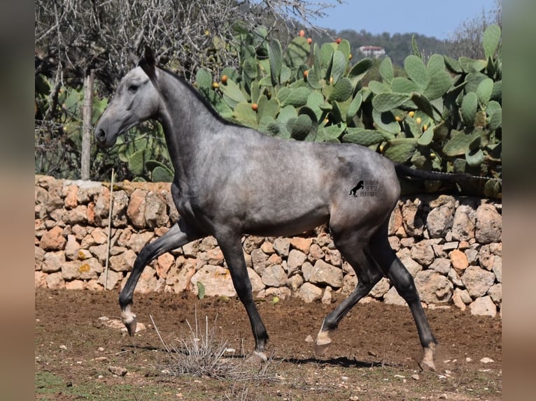 Andalou Jument 1 Année 160 cm Gris in Mallorca