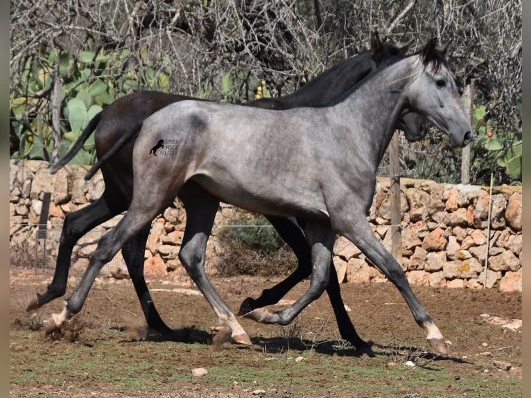 Andalou Jument 1 Année 160 cm Gris in Mallorca