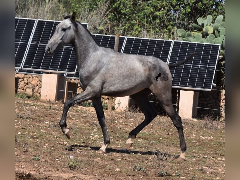 Andalou Jument 1 Année 160 cm Gris in Mallorca