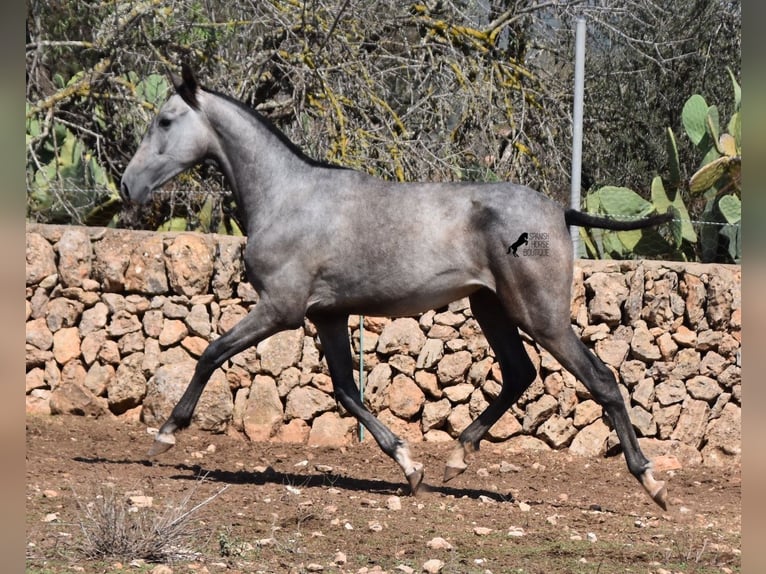 Andalou Jument 1 Année 160 cm Gris in Mallorca