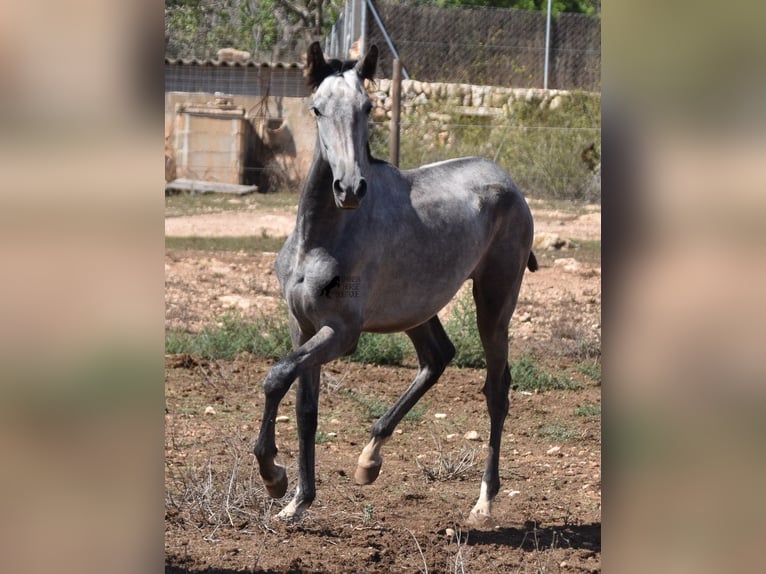 Andalou Jument 1 Année 160 cm Gris in Mallorca