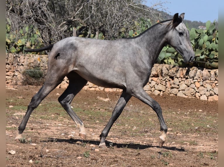 Andalou Jument 1 Année 160 cm Gris in Mallorca