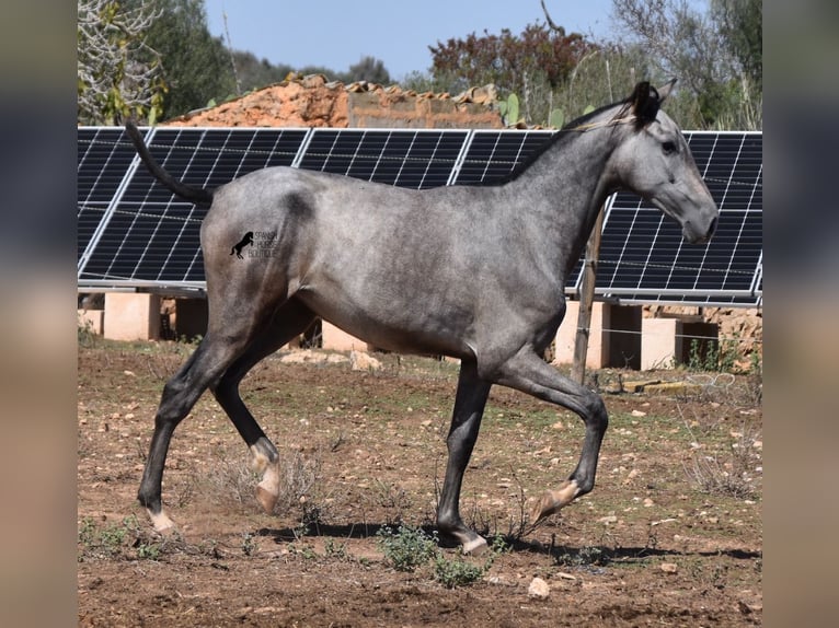 Andalou Jument 1 Année 160 cm Gris in Mallorca