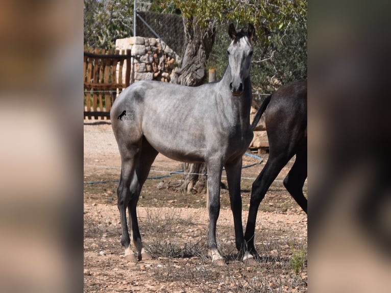 Andalou Jument 1 Année 160 cm Gris in Mallorca