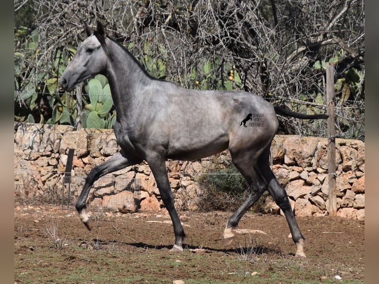 Andalou Jument 1 Année 160 cm Gris in Mallorca