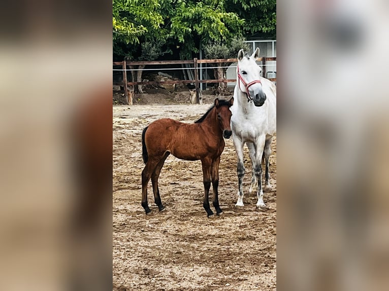 Andalou Jument 1 Année 165 cm Gris pommelé in Moraleja De Enmedio