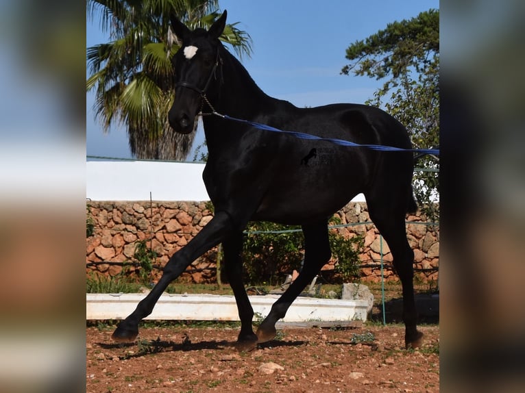 Andalou Jument 1 Année 165 cm Noir in Menorca