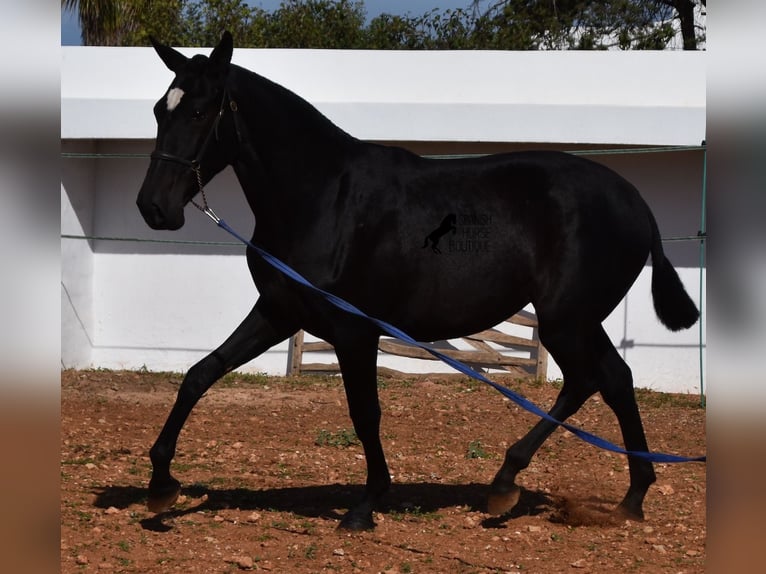 Andalou Jument 1 Année 165 cm Noir in Menorca