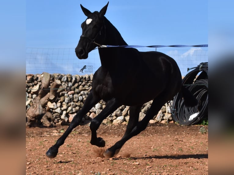 Andalou Jument 1 Année 165 cm Noir in Menorca