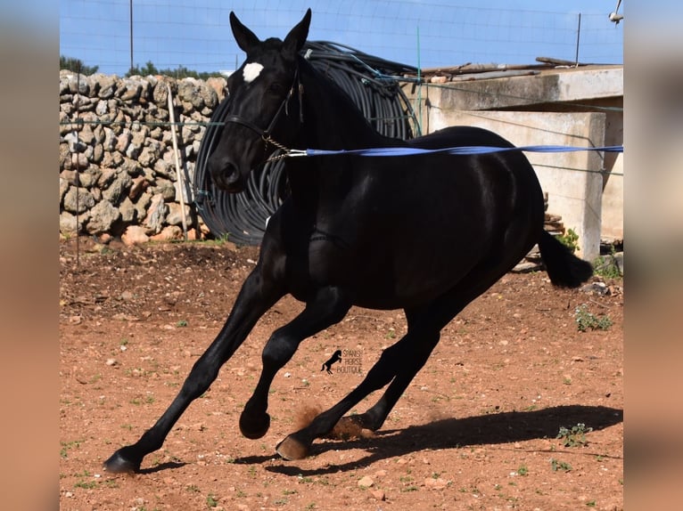 Andalou Jument 1 Année 165 cm Noir in Menorca